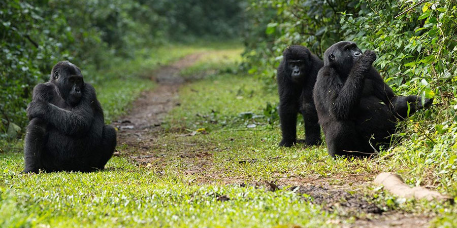 4 Days Gorilla Safari To Rwanda