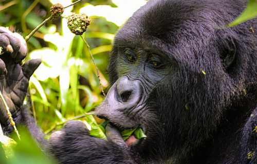 8 Day Rwanda Gorillas And Uganda Safari