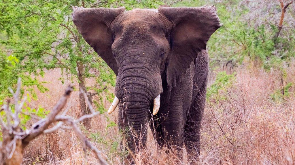 6 Days Rwanda Wildlife Safari Adventure