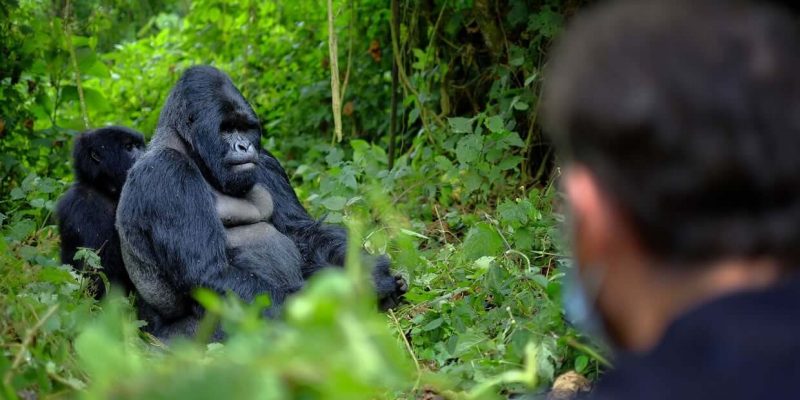 Rwanda Gorilla Trekking Experience